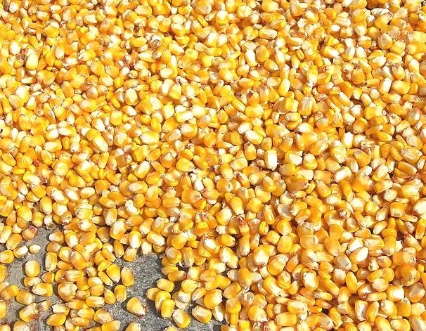 14 сімейних молочних ферм на Рівненщині отримали насіння кукурудзи від USAID