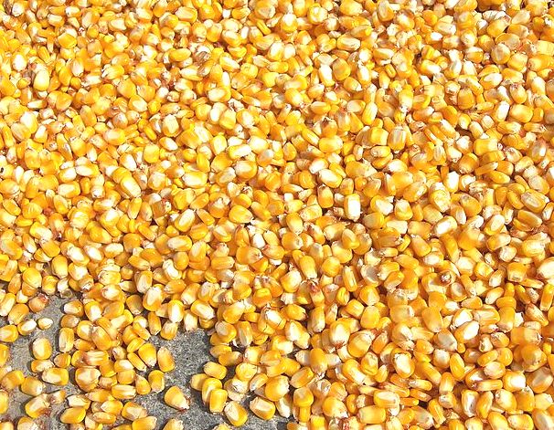 14 сімейних молочних ферм на Рівненщині отримали насіння кукурудзи від USAID