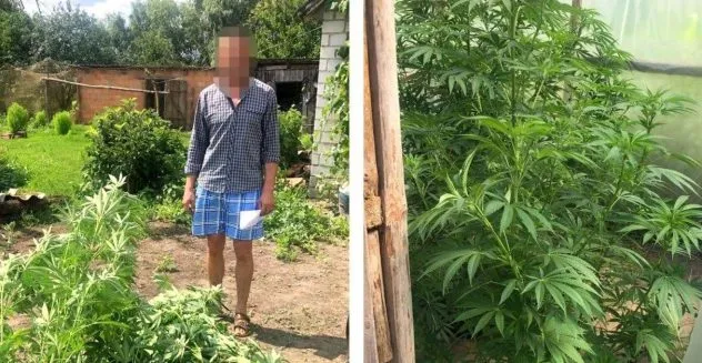 Поліцейські Рівненщини продовжують виявляти посіви наркотичних рослин