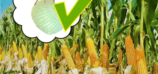На Рівненщині активізувався найнебезпечніший шкідник кукурудзи