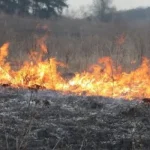 На Рівненщині з початку року зафіксовано понад 900 пожеж сухої трави