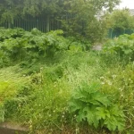 Рівняни б’ють на сполох через небезпечний борщівник на вулицях міста