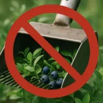 Рівненщина: заклик не використовувати гребінки для збору чорниць