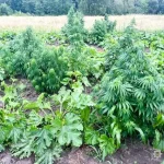 У Рівненській області триває спецоперація проти незаконного вирощування конопель і маку