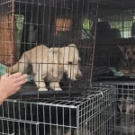 Стерилізація безпритульних собак у Рівненській області: результати заходів