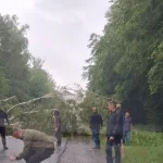 На трасі Рівне-Сарни дерево перекрило дорогу, ускладнивши рух