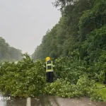 На Рівненщині повалене дерево заблокувало трасу Київ-Ковель-Ягодин