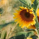 5 липня: свята, прикмети, іменини та важливі події дня
