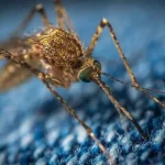 Атака комарів на Рівненщині: загроза малярії та профілактика укусів