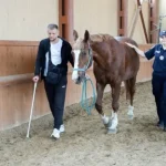 Іпотерапія для поранених захисників: новий шлях до відновлення