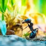 Як вивести мурах із теплиці без шкоди для рослин