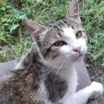 Чому коти топчуть своїх господарів лапками: дві теорії поведінки