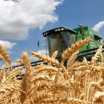 Рівненські аграрії активно збирають ранні зернові культури