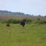 У національному парку Рівненщини виявили самку лося з дитинчам