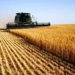 Рівненщина: ранні зернові зібрані на 38% площ