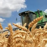 Завершення збору ранніх зернових культур аграріями Рівненщини
