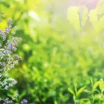 9 серпня: свята, народні прикмети та важливі події дня