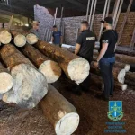 На Рівненщині викрито незаконну вирубку дерев на 1 млн грн
