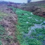 Науковці Рівного пропонують відновити малу річку Устя та її притоки