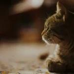 Чому коти і собаки дивляться в темряву: пояснення поведінки домашніх тварин