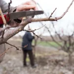 Правила спилювання гілок сусідських дерев на вашій ділянці