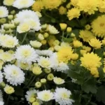 20 вересня: свята, народні прикмети та історичні події