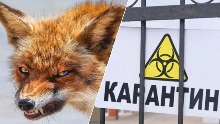 У Рівному оголошено карантин через випадок сказу лисиці