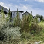 У Рівненській області виявлено 136 кущів конопель у приватному господарстві
