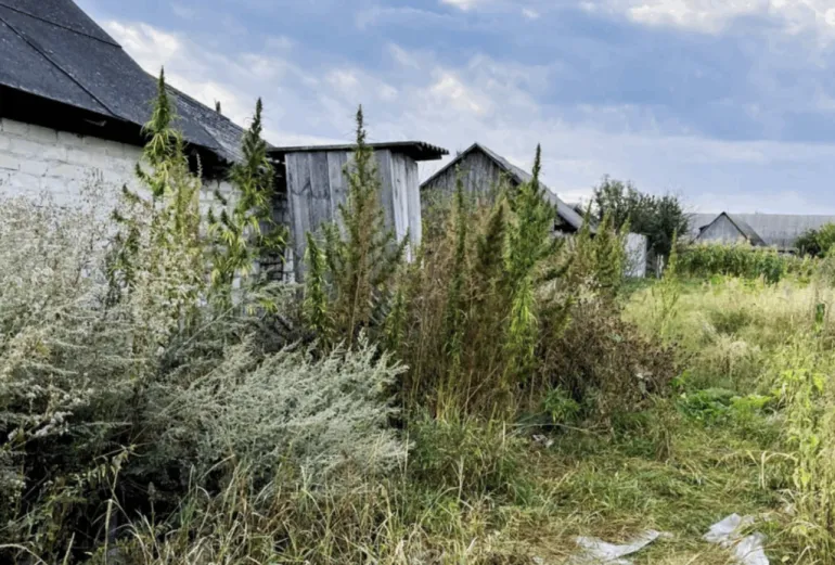 136 Cannabis Plants Discovered in a Private Household in Rivne Region