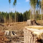 В Ровенской области будут судить лесничего за незаконную вырубку деревьев