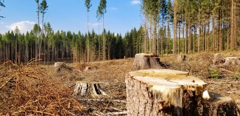 In Rivne Region, a Forestry Master Will Be Tried for Illegal Logging