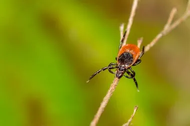Six Species of Ixodid Ticks Detected in Rivne Region: Incidence Increased by 15%