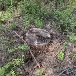 В Ровенской области незаконно вырубили деревьев на более чем полмиллиона гривен