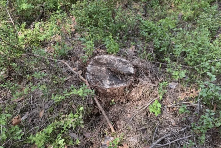 На Рівненщині незаконно нарубали дерев на понад пів мільйона гривень