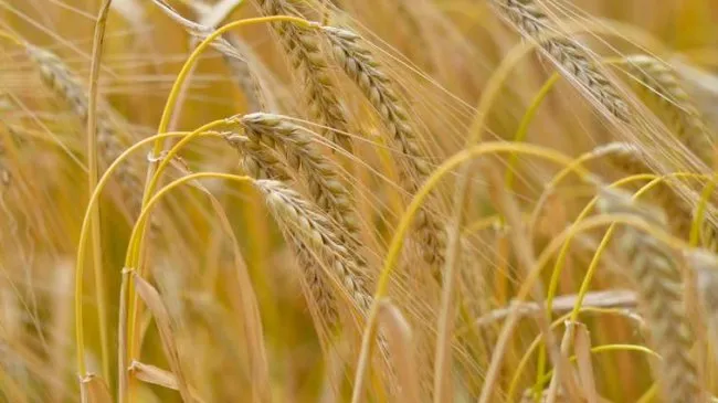 Rye: A Cover Crop That Replaces 100 Herbicides for Soil Restoration