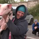 Prices of Chickens and Piglets at the Rivne Market