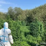Volyn Law Enforcement Uncovers Drug Business on Cannabis Plantations