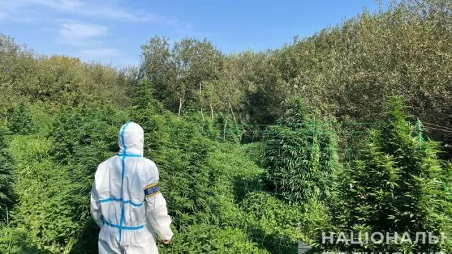 Volyn Law Enforcement Uncovers Drug Business on Cannabis Plantations