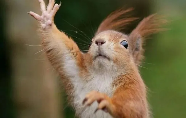 Rabies Case Detected in Squirrel in Polissia: Quarantine in the Village of Ostky