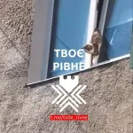 У Рівному рятували кота, який застряг у вікні
