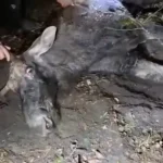 На Рівненщині триває порятунок лося, знайденого в лісі