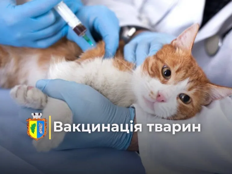 Безкоштовне щеплення собак та котів від сказу у Костополі