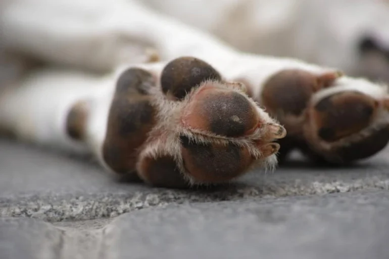 Court in Rivne to Hear Case of Man Who Shot Dog on Video