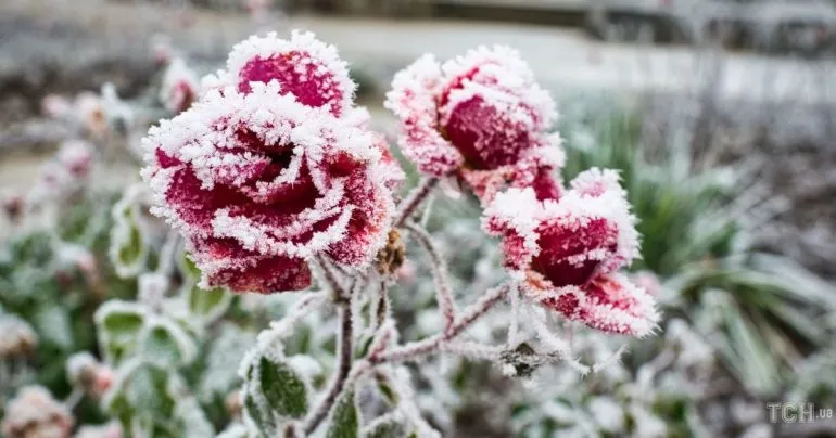 Frosts Expected in Rivne Region on October 20-21