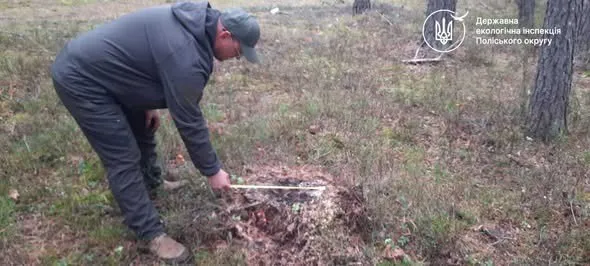 Illegal Logging Discovered in Rivne Region