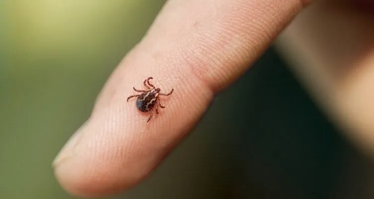 The Number of Lyme Disease Cases Increased in Rivne Region