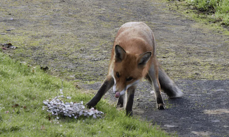 Almost 200 Cases of Rabies Recorded in Rivne Region Since the Beginning of 2025