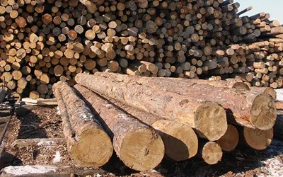 Control over the Use of Forest Resources in Rivne Region to be Strengthened