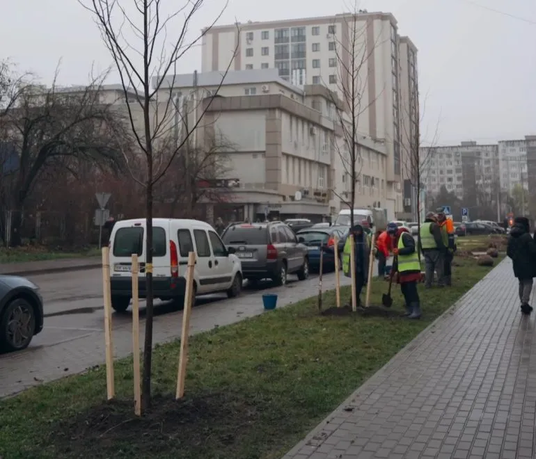 В Ровно высадят 25 тюльпановых деревьев для улучшения экологии