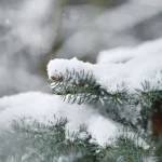 Weather Forecast for Rivne: Snow and Fog on December 14